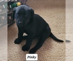 Small Photo #2 Labrador Retriever Puppy For Sale in LIMA, OH, USA