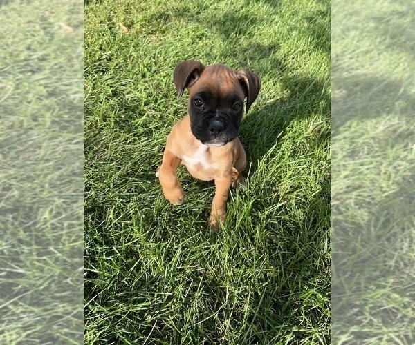 Medium Photo #4 Boxer Puppy For Sale in BEECH GROVE, IN, USA