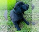 Small #7 Labrador Retriever