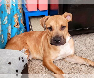 American Pit Bull Terrier-Bullmastiff Mix Dogs for adoption in Princeton, MN, USA