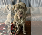 Small Photo #11 Neapolitan Mastiff Puppy For Sale in MIRAMAR, FL, USA
