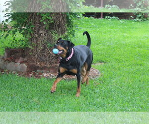 Maggie - Female Rotterman Dog for Adoption - Photo #10