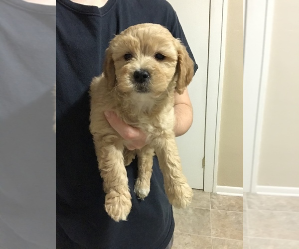 Medium Photo #5 Goldendoodle Puppy For Sale in MILWAUKEE, WI, USA