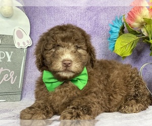 Goldendoodle (Miniature) Puppy for sale in LANCASTER, PA, USA