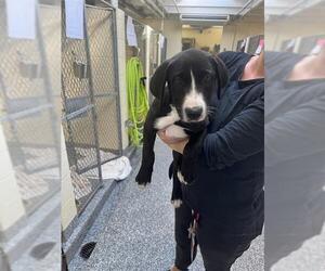 Labrador Retriever-Unknown Mix Dogs for adoption in Brewster, MA, USA