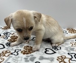 Small Photo #9 Jack Chi Puppy For Sale in SAINT AUGUSTINE, FL, USA