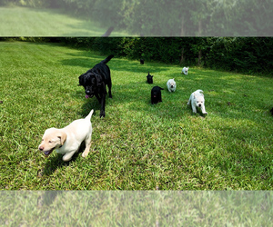 Labrador Retriever Puppy for sale in LITTLE MOUNTAIN, SC, USA