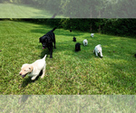 Small Labrador Retriever