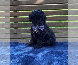 Cavapoo Puppy for sale in CAMPBELLSVILLE, KY, USA