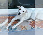 Small #3 American Pit Bull Terrier Mix