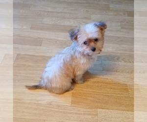 Yorkipoo Puppy for Sale in BURLINGTON, Massachusetts USA