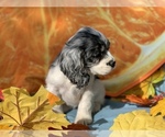 Small Photo #3 Cocker Spaniel Puppy For Sale in CROSS TIMBERS, MO, USA