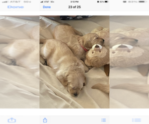 Golden Retriever Puppy for sale in CONWAY, AR, USA