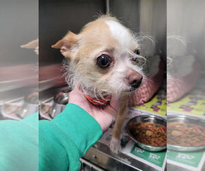 Rat-Cha Dogs for adoption in Linton, IN, USA