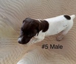 Puppy Puppy 5 German Shorthaired Pointer