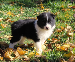 Puppy Pigeon Australian Shepherd