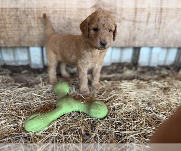 Medium Photo #3 Goldendoodle Puppy For Sale in DEL VALLE, TX, USA