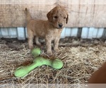 Small #2 Goldendoodle