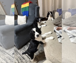 English Springer Spaniel Litter for sale in WICHITA, KS, USA