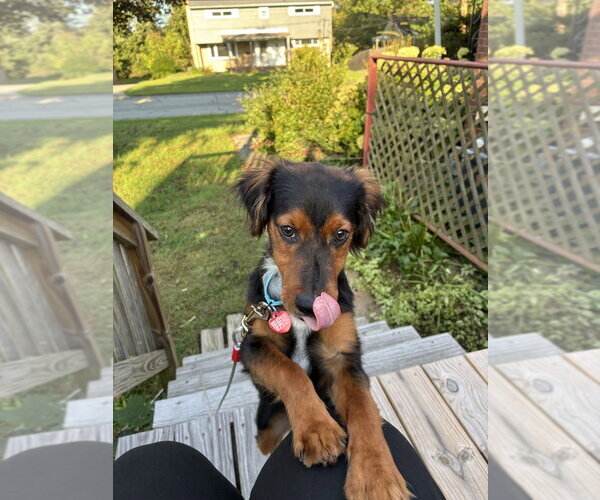 Medium Photo #2 Mutt Puppy For Sale in Springdale, PA, USA