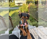 Small #1 Mutt