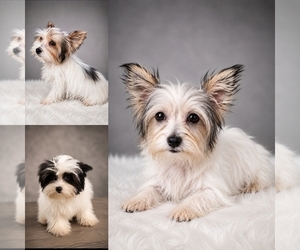 Yorkshire Terrier Puppy for sale in PALM BAY, FL, USA