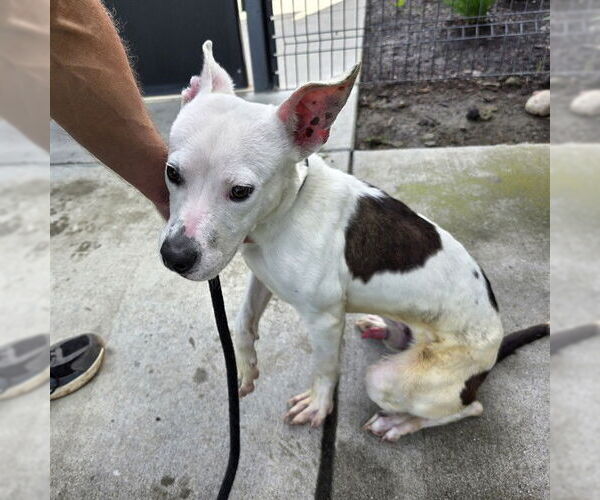 Medium Photo #1 Mutt Puppy For Sale in Long Beach, CA, USA