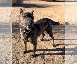Dutch Shepherd -Unknown Mix Dogs for adoption in Apple Valley, CA, USA