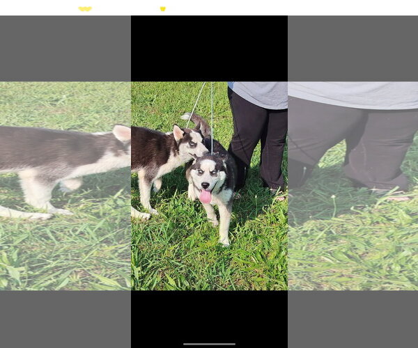 Medium Photo #4 Siberian Husky Puppy For Sale in HOPKINSVILLE/PRINCETON, KY, NH, USA