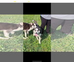 Small #3 Siberian Husky