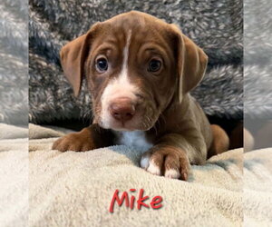 The Brady Bunch - Female Labbe Dog for Adoption - Photo #7