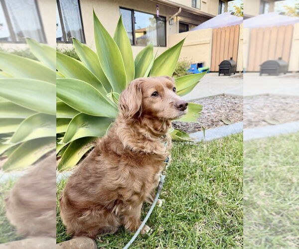 Medium Photo #1 Cocker Spaniel-Unknown Mix Puppy For Sale in San Diego, CA, USA