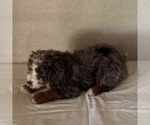 Small #1 Bernedoodle