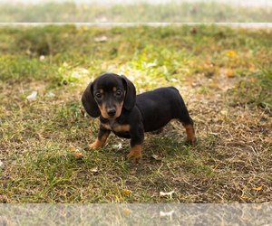 Dachshund Puppy for sale in NAPPANEE, IN, USA