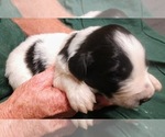 Small Photo #2 Pyredoodle Puppy For Sale in MARION, TX, USA