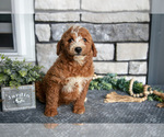 Puppy Barbie Goldendoodle (Miniature)