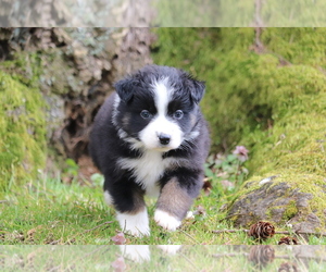 Miniature Australian Shepherd Puppy for sale in CHEHALIS, WA, USA