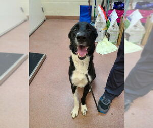 Border Collie Dogs for adoption in Ogden, UT, USA