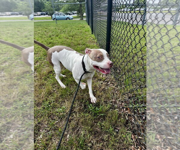 Medium Photo #2 Mutt Puppy For Sale in Glen Allen, VA, USA
