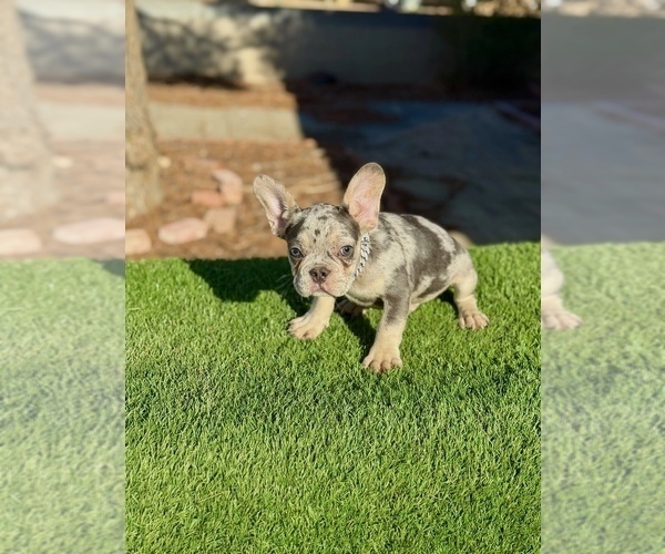 Medium Photo #10 French Bulldog Puppy For Sale in VINELAND, NJ, USA