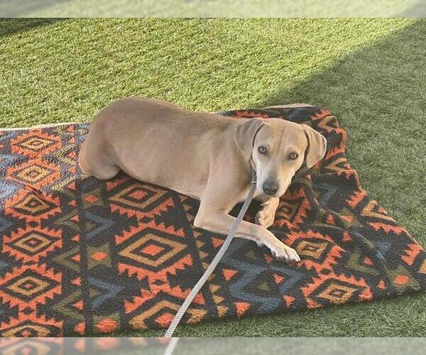 Medium Photo #2 Beagle-Greyhound Mix Puppy For Sale in Pasadena, CA, USA