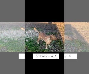 Father of the Labrador Retriever puppies born on 12/25/2021