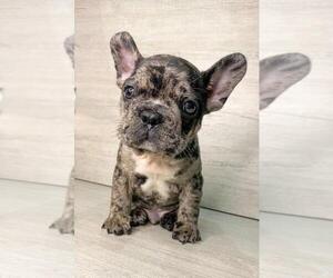 French Bulldog Puppy for sale in BOSTON, MA, USA