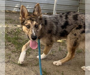 Australian Shepherd-German Shepherd Dog Mix Dogs for adoption in Ojai, CA, USA