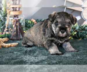 Medium Schnauzer (Miniature)