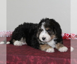 Small Photo #2 Miniature Bernedoodle Puppy For Sale in PEACH BOTTOM, PA, USA