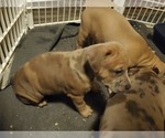 Small Photo #6 American Bully Puppy For Sale in BANGOR, ME, USA