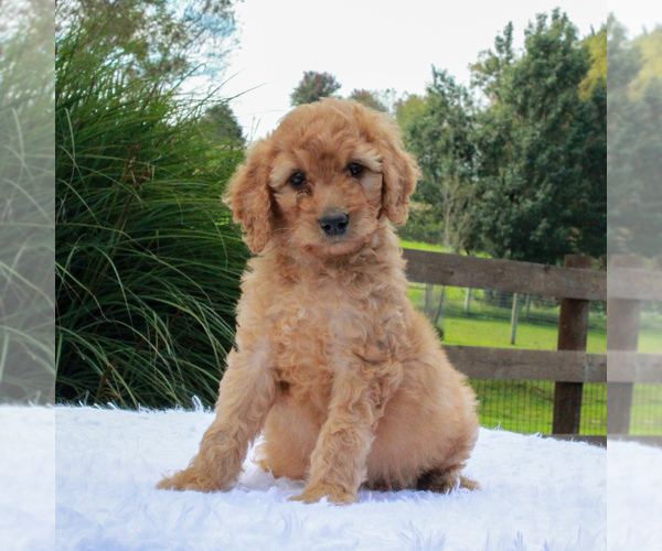 Medium Photo #1 Poodle (Standard) Puppy For Sale in GORDONVILLE, PA, USA