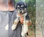 Puppy 6 German Shepherd Dog-Siberian Husky Mix