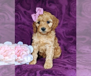 Cocker Spaniel-Poodle (Miniature) Mix Puppy for sale in CHRISTIANA, PA, USA